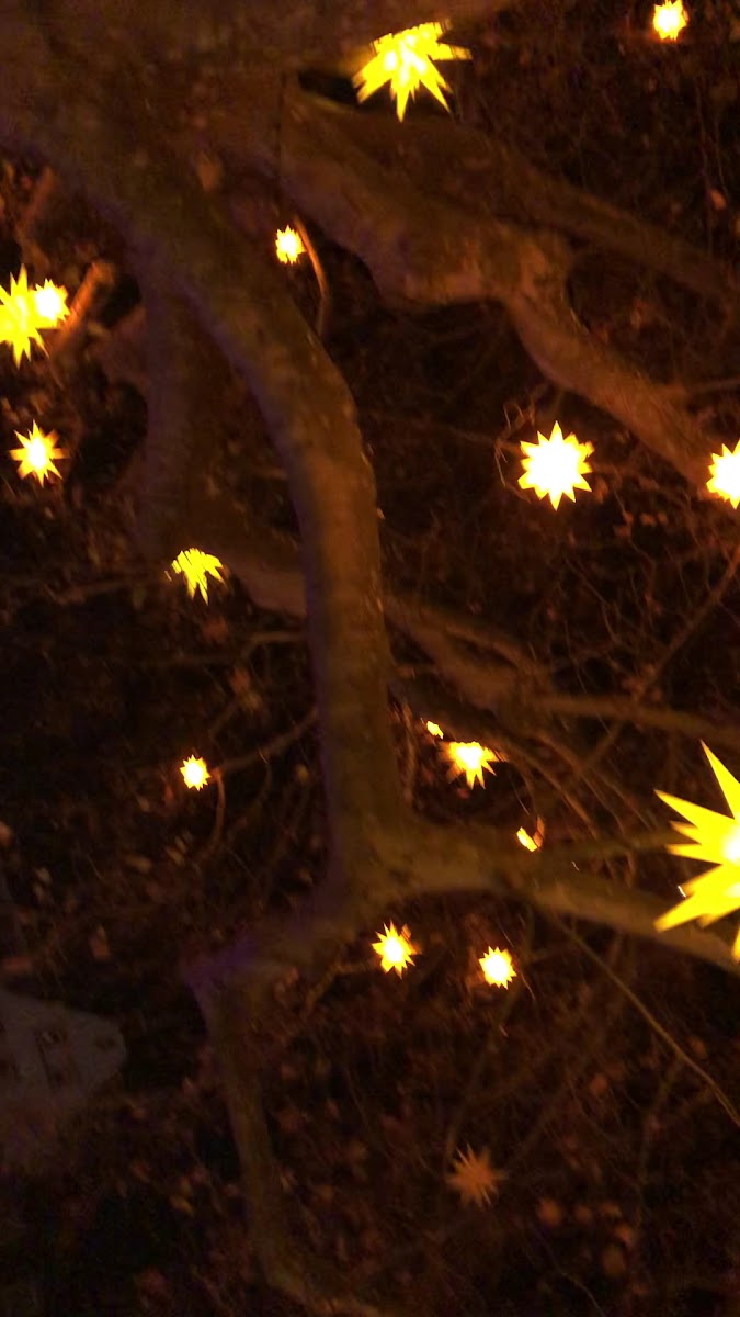 Terrasse Des Rohan-2